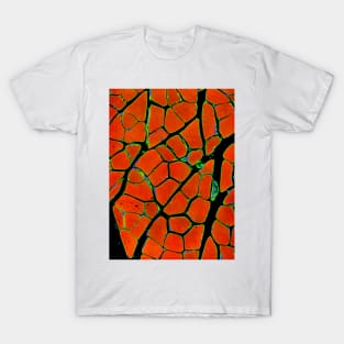 Skeletal muscle fibres, light micrograph (P154/0262) T-Shirt